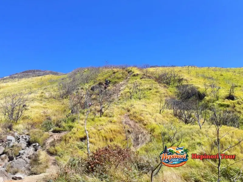 Jalur hutan alami dan padang sabana Gunung Sindoro dalam Open Trip Gunung Sindoro via Kledung