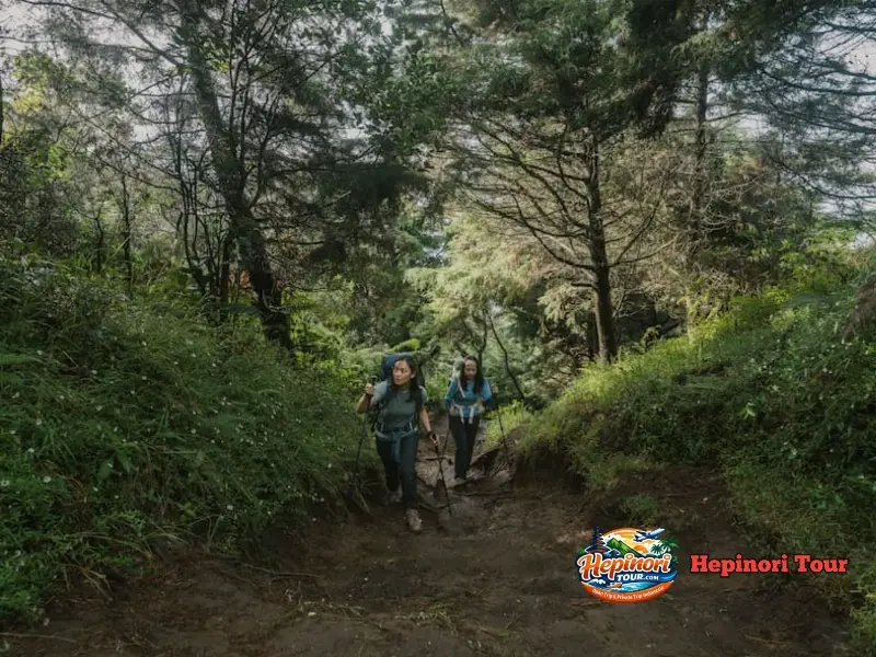 Jalur hutan Gunung Slamet via Bambangan yang dilalui peserta Open Trip Gunung Slamet bersama Hepinori Tour