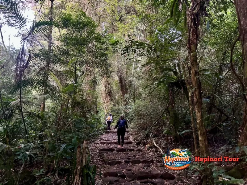 Open Trip Gunung Pangrango Via Cibodas jalur pendakian hutan tropis
