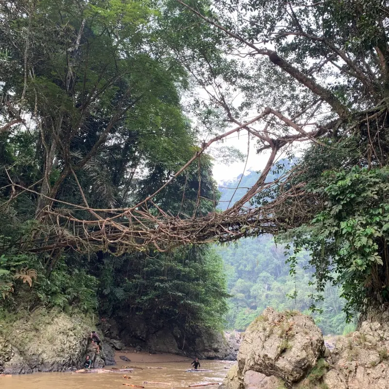 Jembatan akar sebagai ikon wisata Baduy yang menghubungkan jalur trekking menuju perkampungan adat