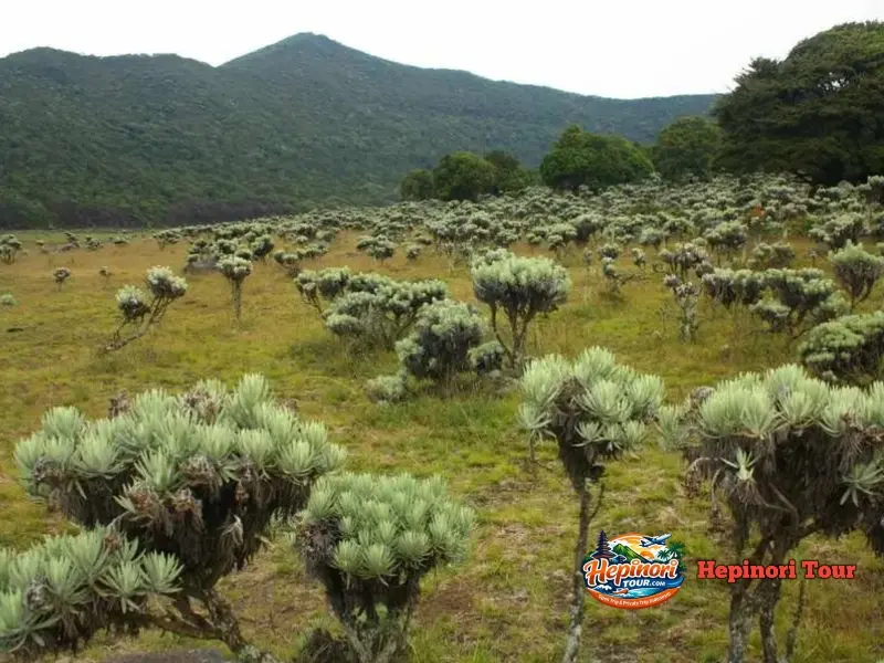 Open Trip Gunung Gede Via Putri Alun Alun Surya Kencana