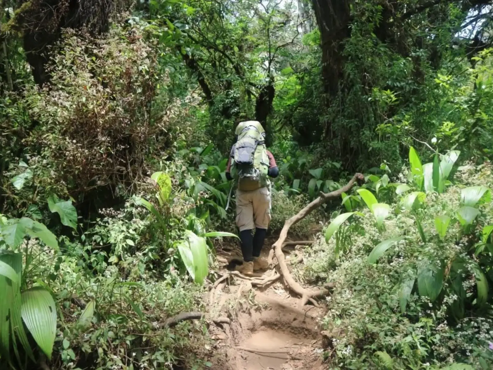 Jalur pendakian Gunung Slamet via Bambangan