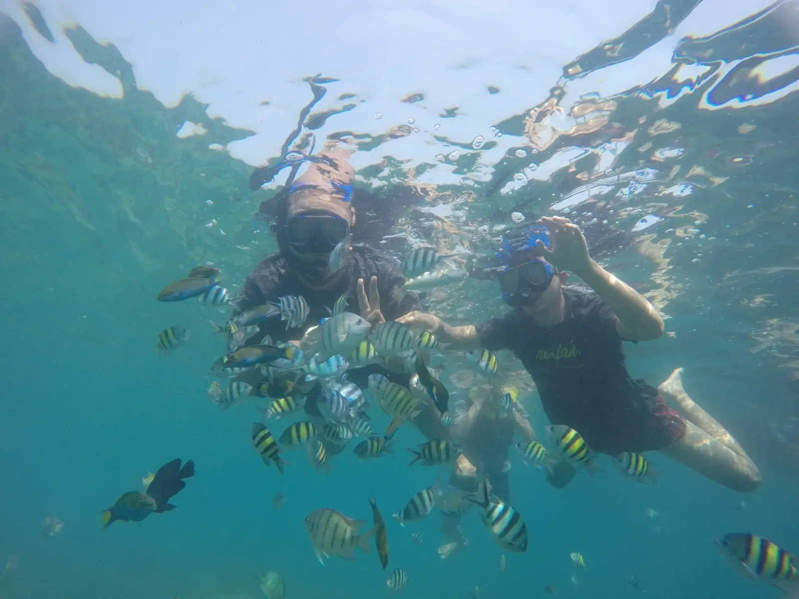 Open trip participants snorkeling at Sebuku Island