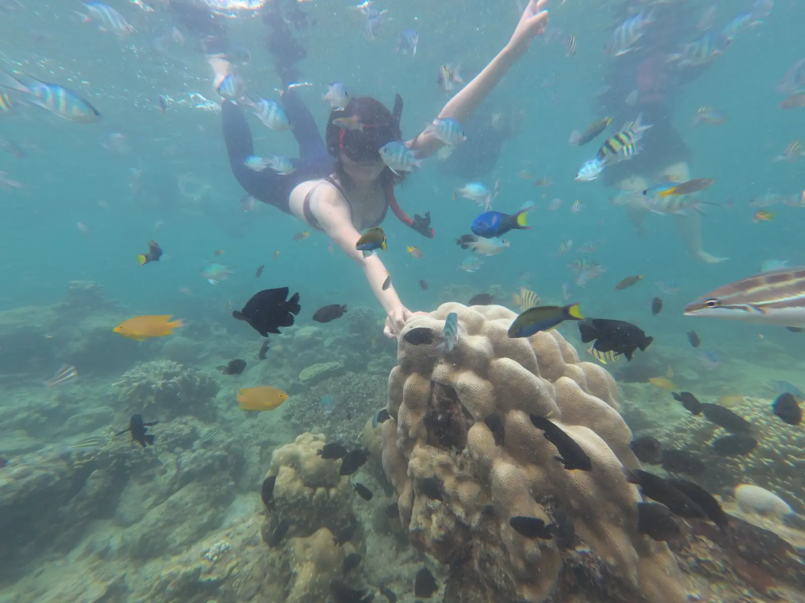 Snorkeling di Perairan Ujung Kulon dalam Open Trip Pulau Peucang